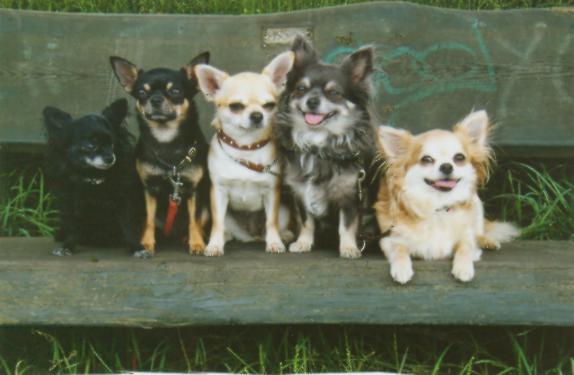 Die Chihuahua Bande